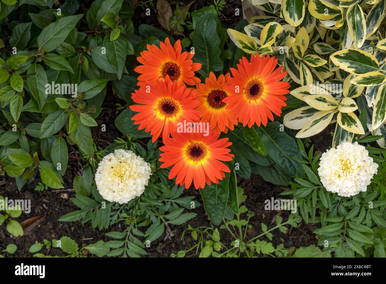 Orange Marigold Flowers, Cherry Willingham, Lincoln, Lincolnshire, Inghilterra, REGNO UNITO Foto Stock