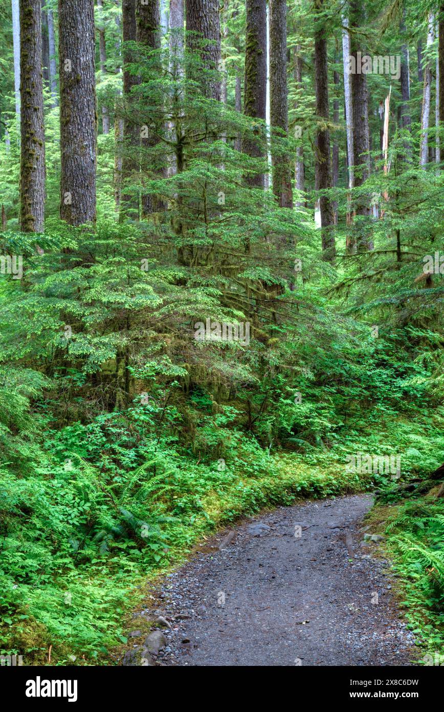 Percorso per le cascate Sol Duc, la foresta pluviale, l'Olympic National Park, sito patrimonio dell'umanità dell'UNESCO, Washington, Stati Uniti Foto Stock