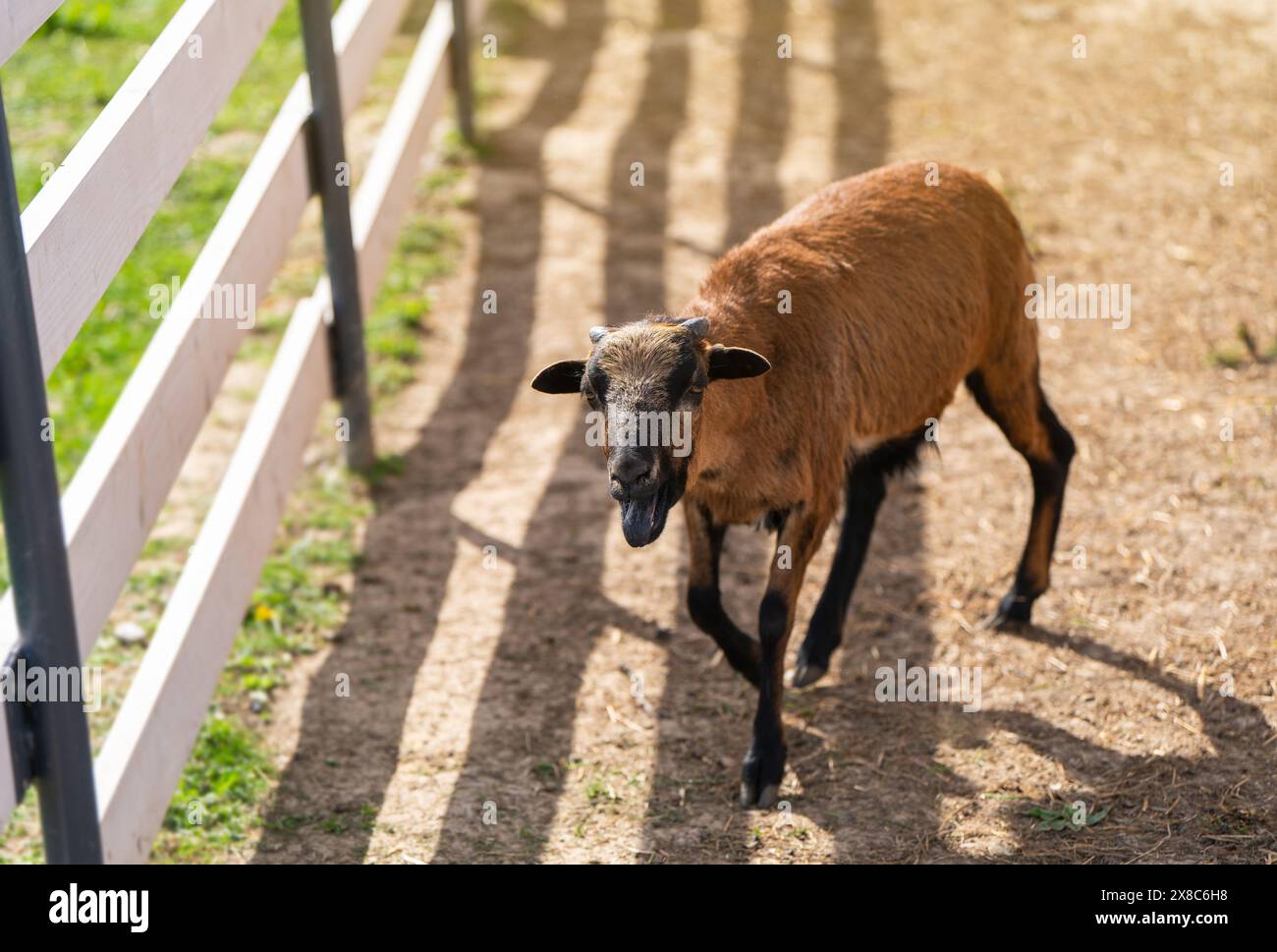 Le pecore del Camerun pascolano nel paddock o nella gabbia dello zoo. Concetto animale Foto Stock