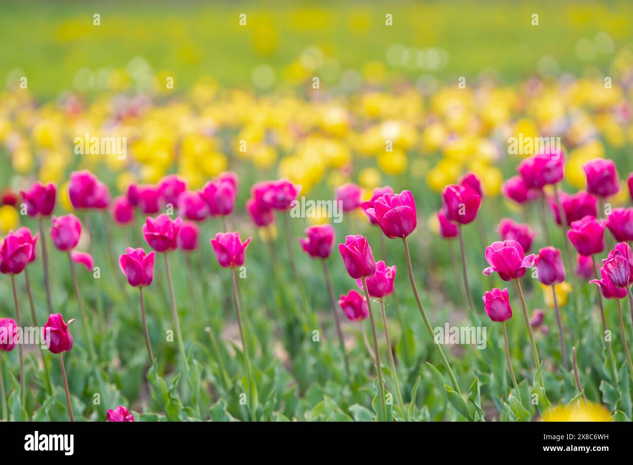 Splendidi tulipani rosa e gialli fioriscono in un campo fiorito in primavera. Messa a fuoco selettiva Foto Stock