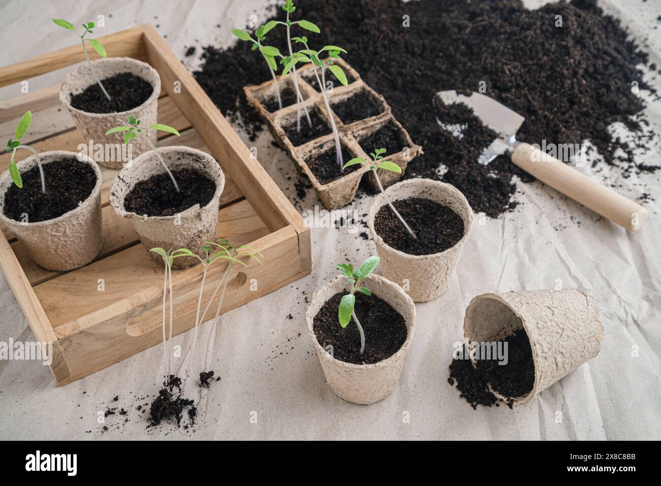 Ripopolamento di giovani piante di pomodoro in vasi di piantine di carta in primavera Foto Stock