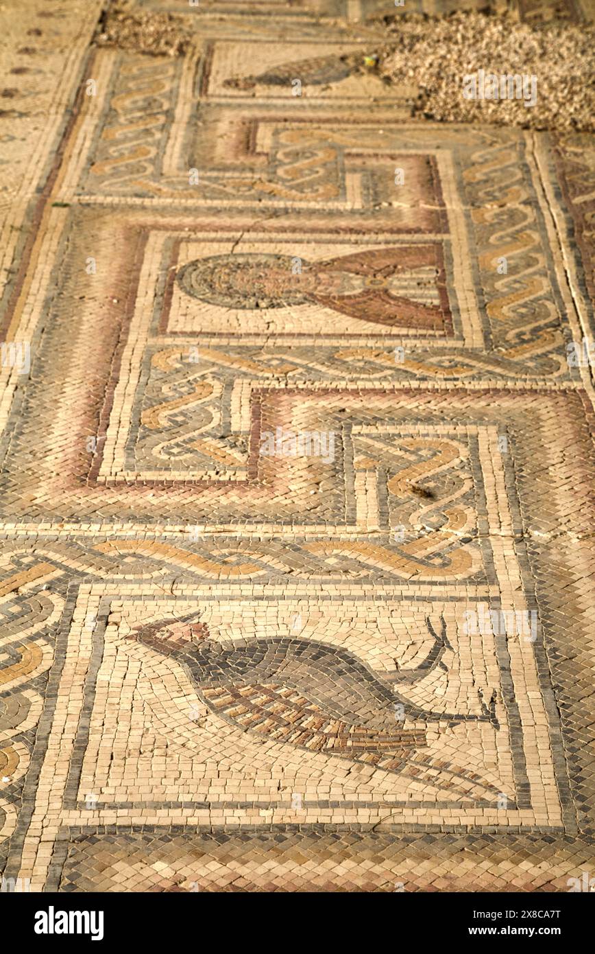 Mosaici risalenti al 530 d.C., Basilica della Chiesa, Memoriale di Mosè, Chiesa, datata 597 d.C. monte Nebo, Giordania Foto Stock