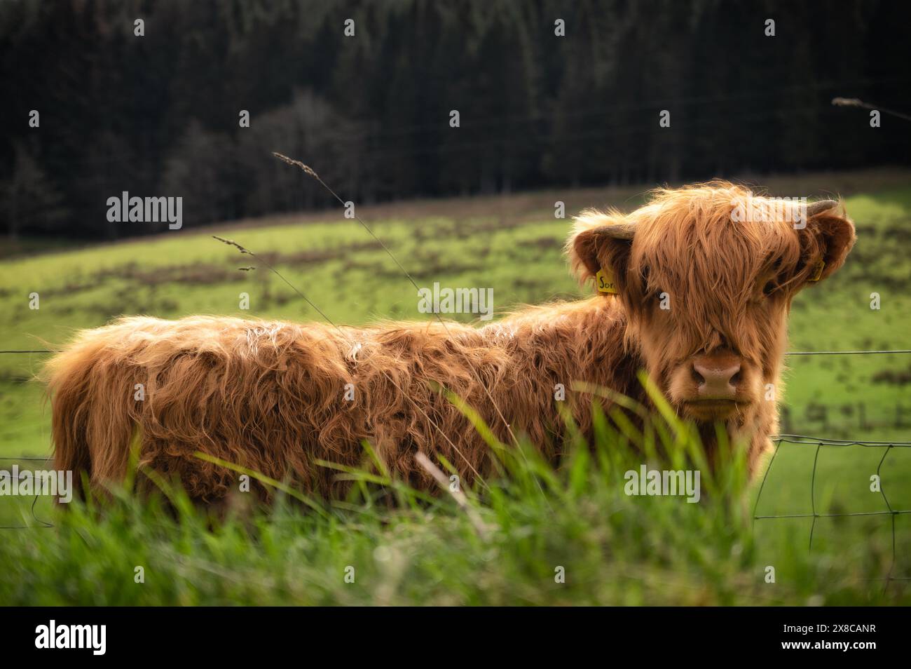 Uno dei giovani Coo delle Highland dai campi che ci circondano fuori e in giro per un piccolo mooch. Foto Stock