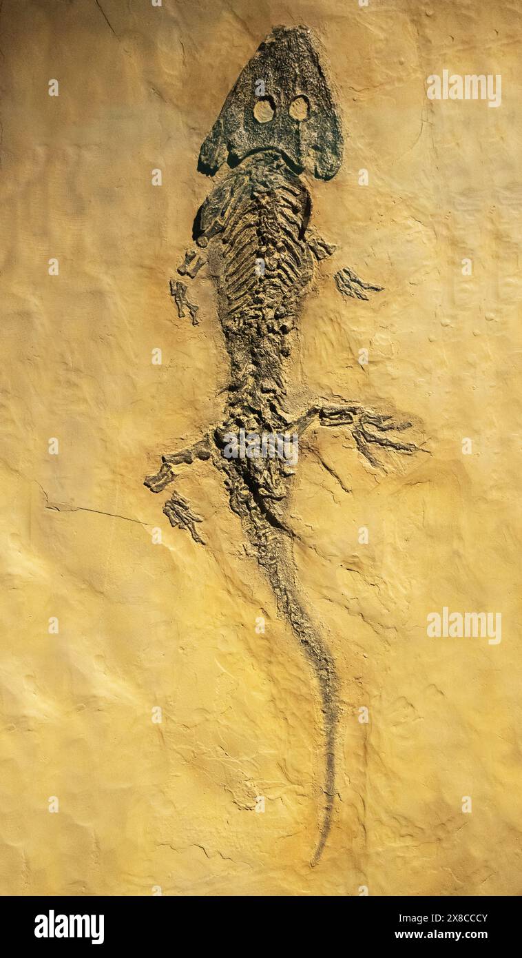 Scheletro anfibio estinto fossile di Sclerocephalus haeuseri, del periodo Permiano, circa 275 milioni di anni fa, Germania. Foto Stock