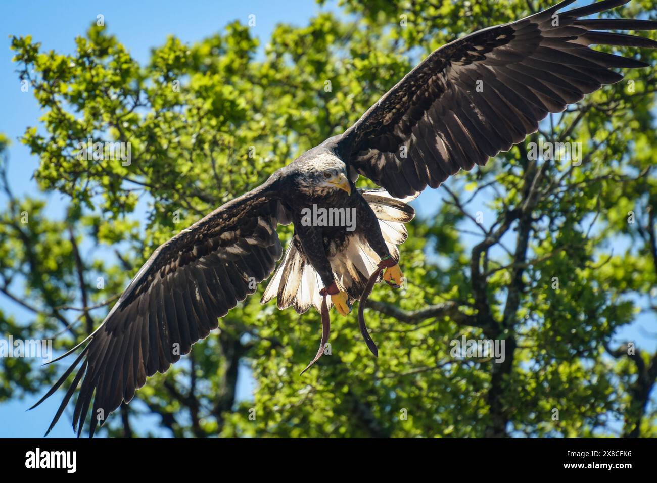 Vista di un'aquila calva durante uno spettacolo di falconeria in Francia Foto Stock