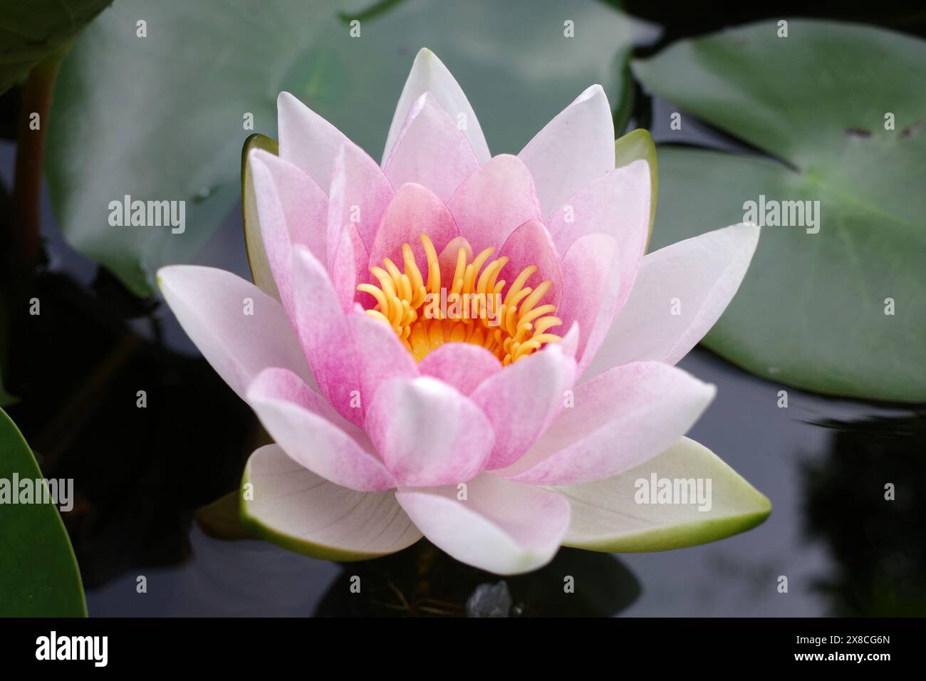 Un delizioso fiore di ninfee rosa pallido con un cuore giallo. Foto Stock