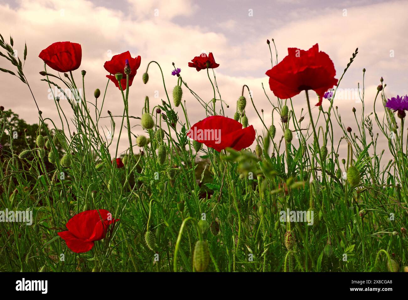 Papaveri rossi in un campo contro un cielo nuvoloso Foto Stock