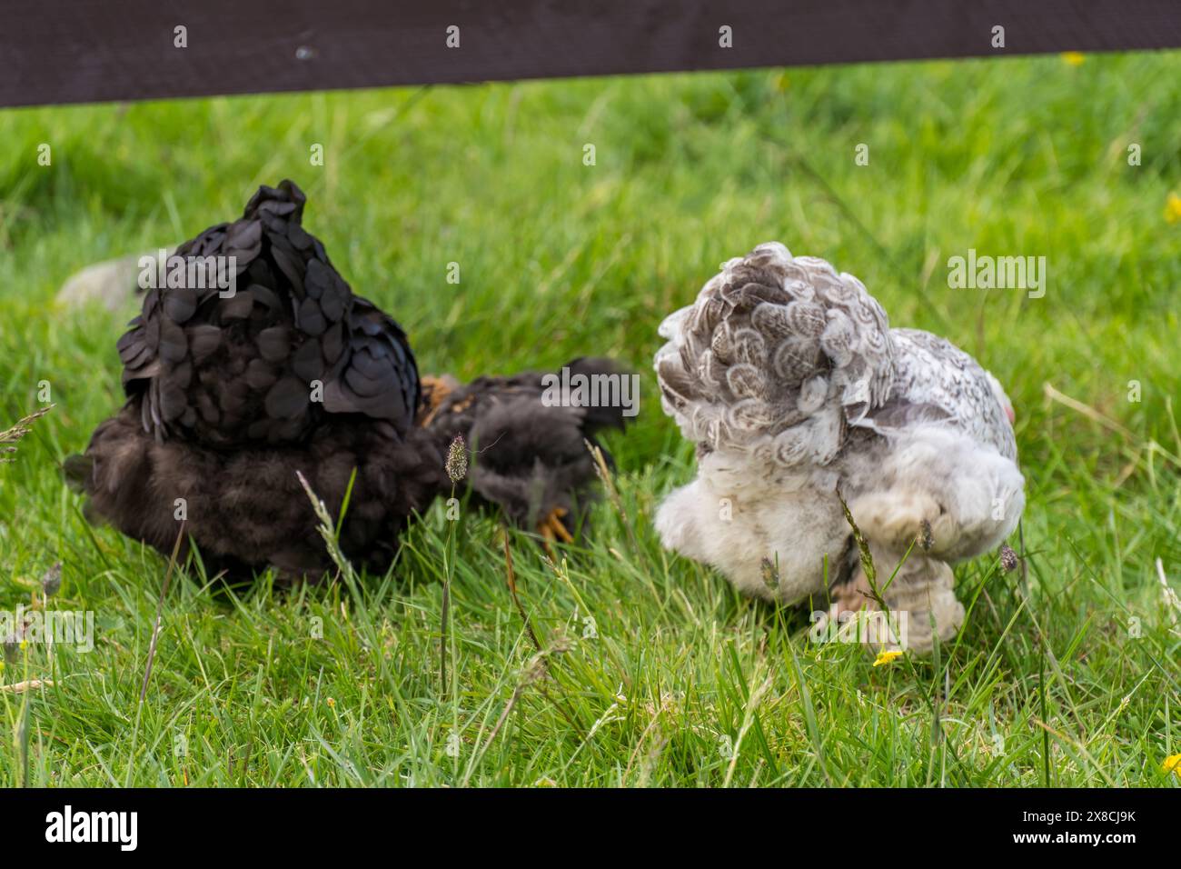 Un pollo all'aperto in una fattoria norvegese Foto Stock