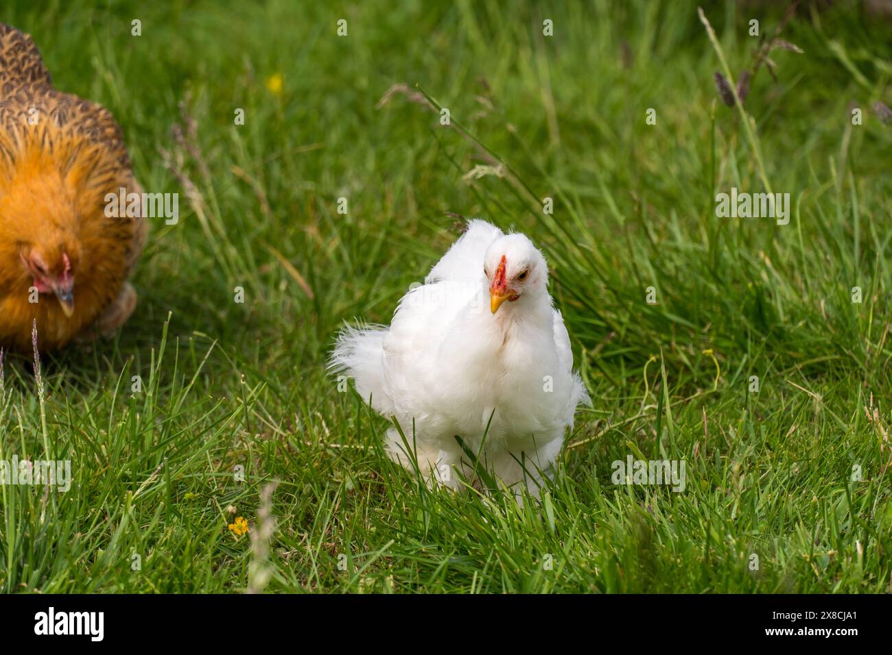 Un pollo all'aperto in una fattoria norvegese Foto Stock