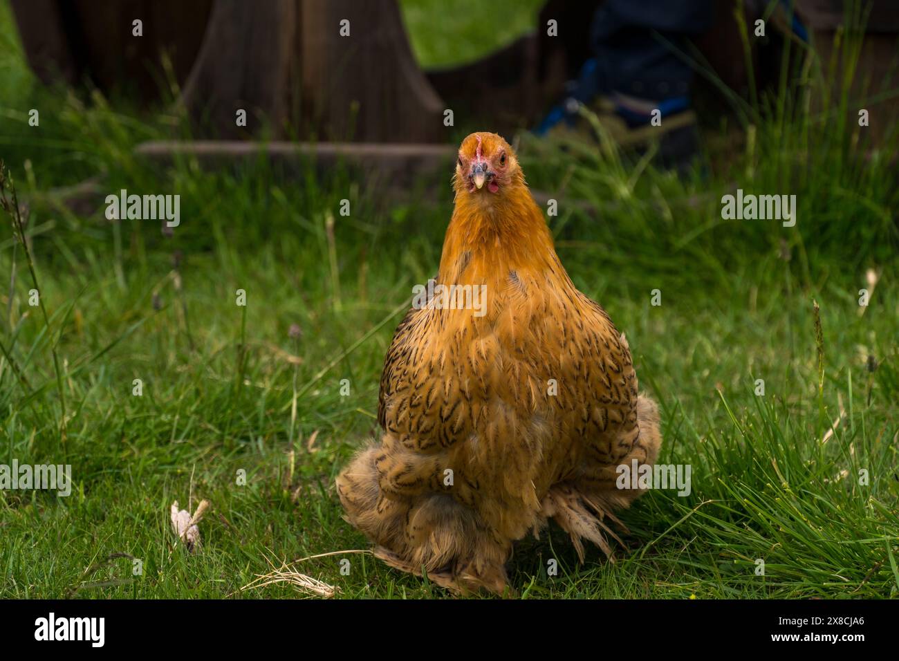 Un pollo all'aperto in una fattoria norvegese Foto Stock