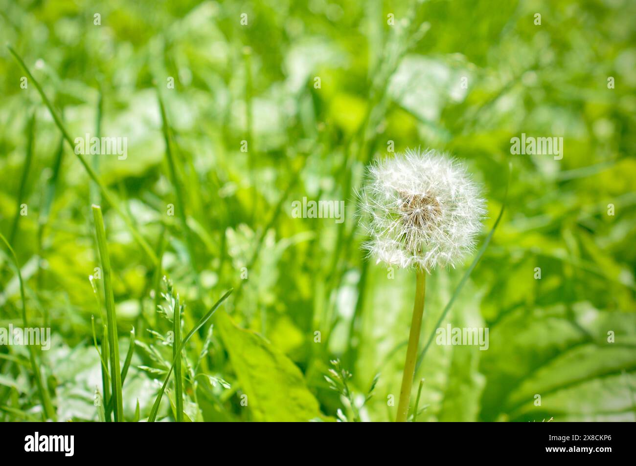 Erbacce che creano polline e causano potenziali problemi respiratori e allergie Foto Stock