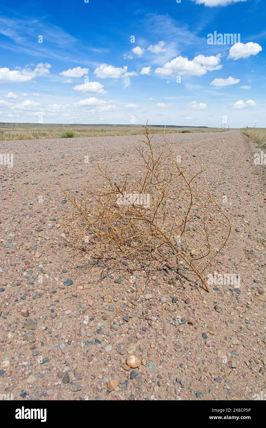 Tumbleweed attraversa la strada sterrata attraverso la prateria aperta a Pawnee National Grassland Foto Stock