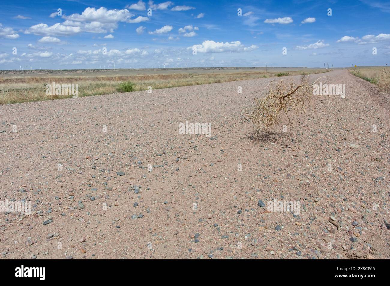 Tumbleweed attraversa la strada sterrata attraverso la prateria aperta a Pawnee National Grassland Foto Stock