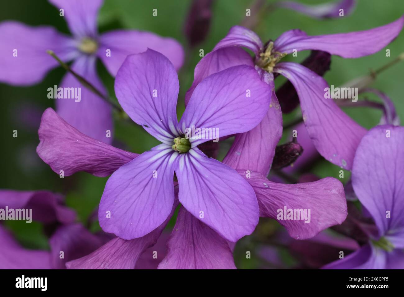Primo piano dettagliato sui morbidi fiori viola dell'onorificenza annuale, Lunaria annua Foto Stock