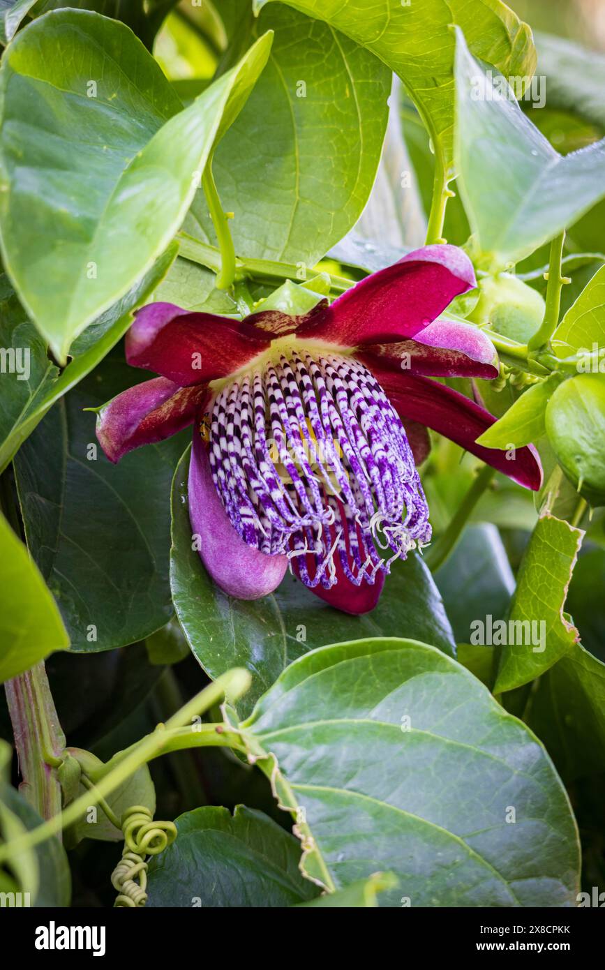 Fiore viola Passiflora Quadrangularis che produce frutti della passione di grandi dimensioni in Costa Rica, nota come pianta da giardino Foto Stock