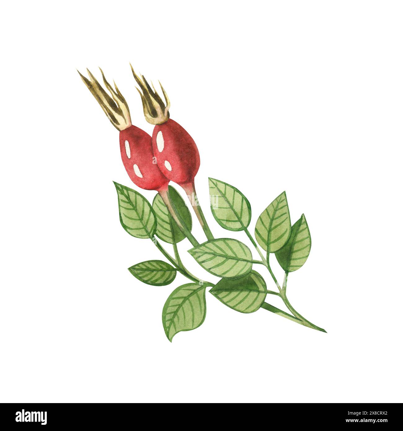 Un rametto di rosa rossa fianchi e foglie di rosa dell'anca disegnati in acquerello su sfondo bianco. Adatto per la stampa su tessuto e carta, tessuti, design. Foto Stock