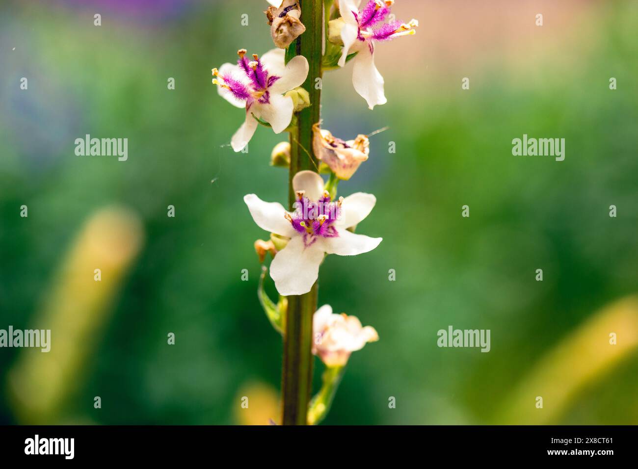 Verbascum phlomoide fiori rosa in primavera. Graziosi piccoli boccioli di fiori con petali delicati su sfondo verde naturale in un giardino soleggiato. Fiori floreali. Foto Stock