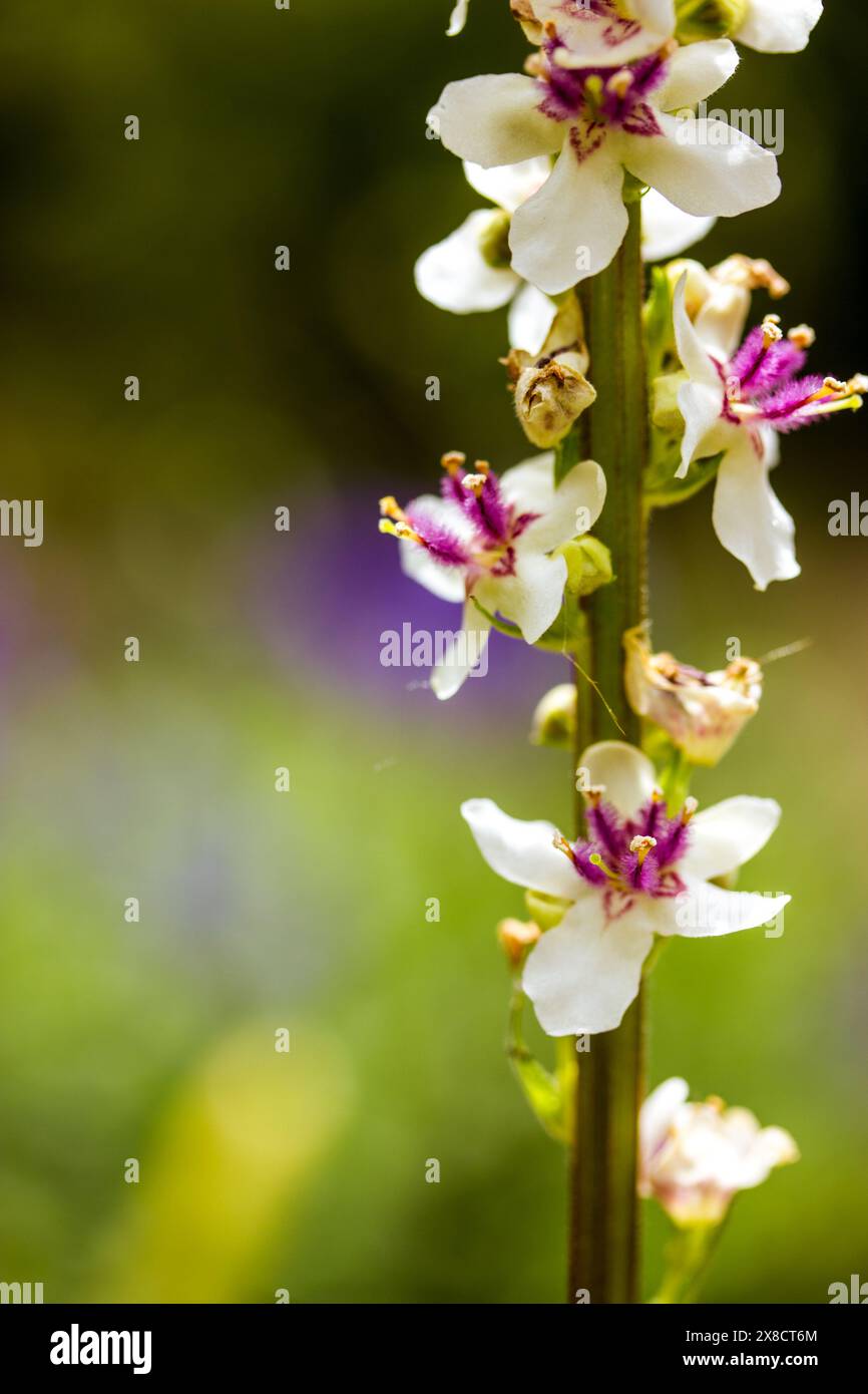 Verbascum phlomoide fiori rosa in primavera. Graziosi piccoli boccioli di fiori con petali delicati su sfondo verde naturale in un giardino soleggiato. Fiori floreali. Foto Stock
