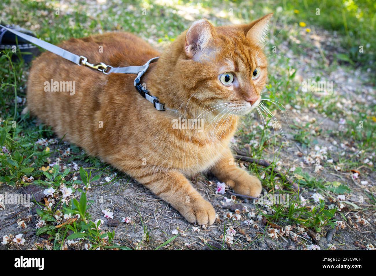 Gatto domestico allo zenzero al guinzaglio seduto a terra fuori Foto Stock