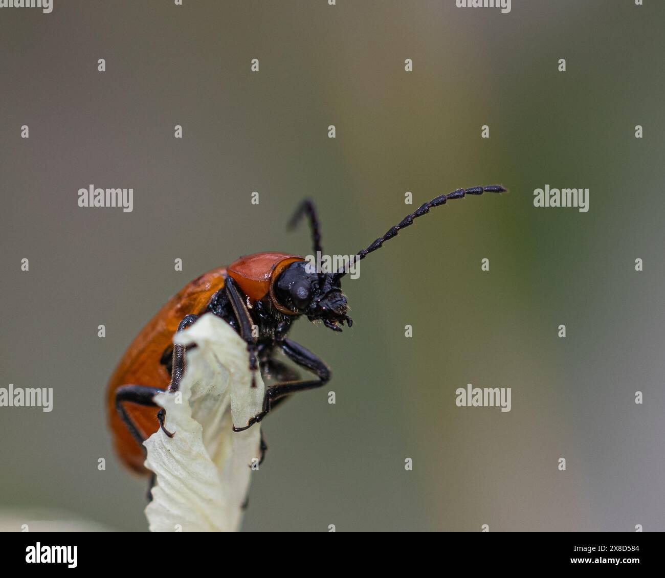 Un sorprendente primo piano di uno scarabeo rosso che esplora le intricate pieghe di un fiore giallo, catturando la vivace interazione di colori e texture nella na Foto Stock