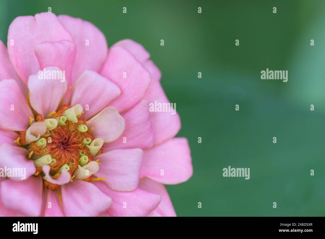Primo piano di una fioritura zinnia con masse di petali rosa pastello. Foto Stock