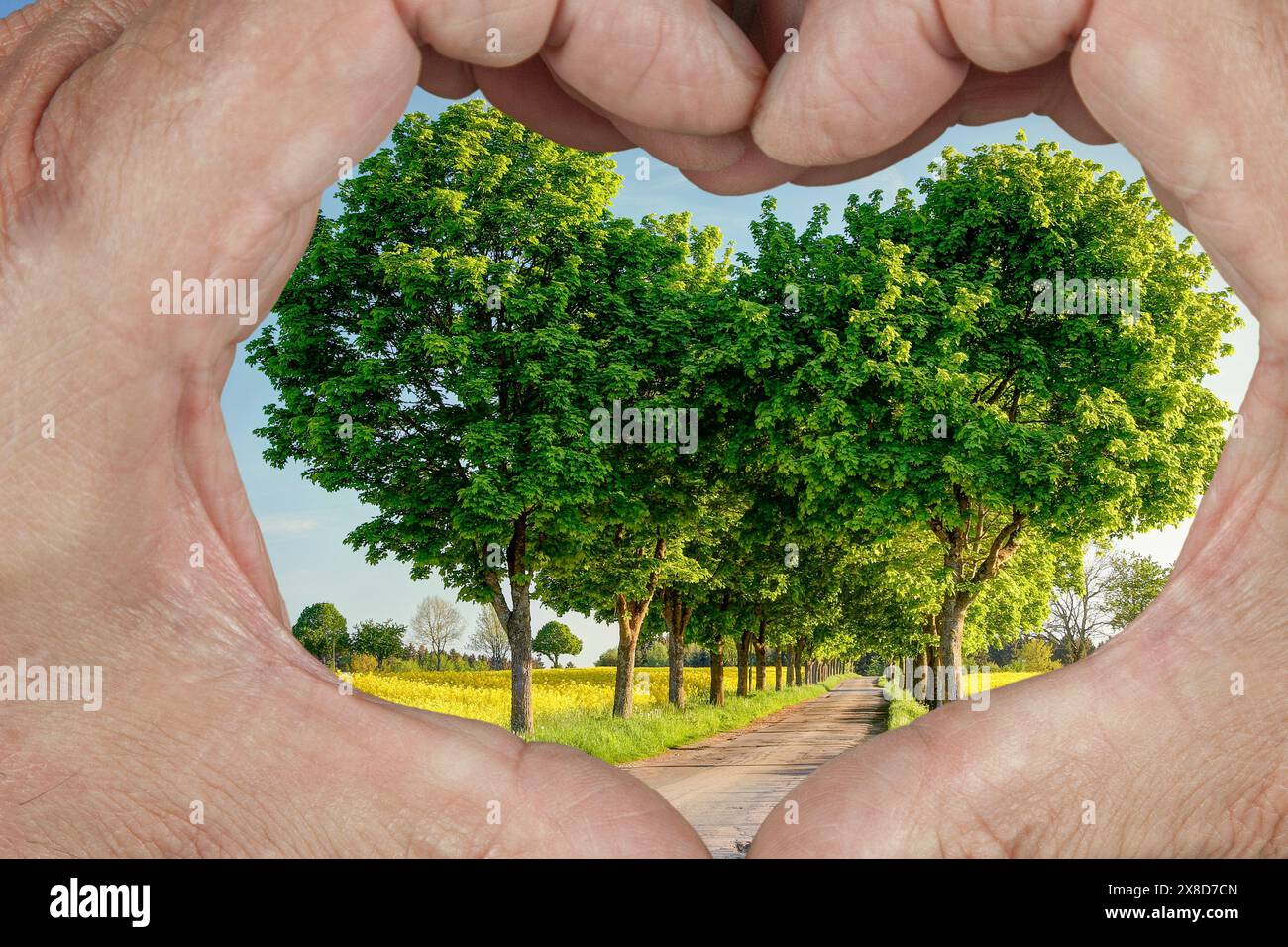 Le mani formano un cuore, incorniciando un bellissimo viale alberato tra vibranti campi di colza in fiore di colore giallo. Una scena di pura bellezza e armonia. Foto Stock