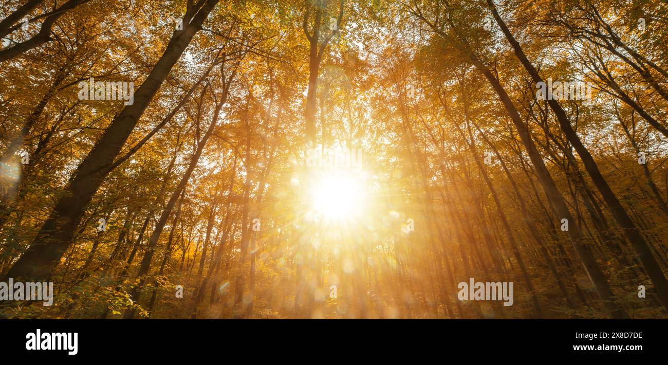 Il sole splende luminoso attraverso i lussureggianti alberi verdi in una fitta foresta, creando un ipnotico schema di luce e ombre sul pavimento della foresta. Foto Stock