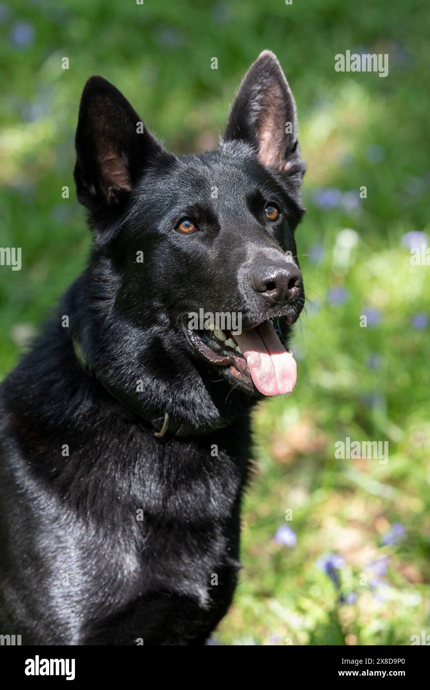 Cane da pastore tedesco nero in una foresta di bluebell Foto Stock