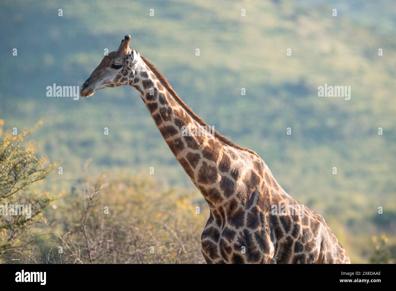 Una giraffa di Capo Giraffa, nel Parco Nazionale di Pilanesberg in Sud Africa Foto Stock
