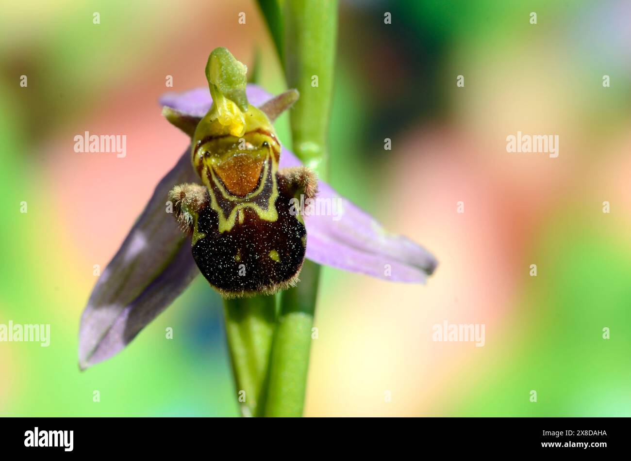 L'orchidea delle api (Ophrys apifera) fiorisce Foto Stock