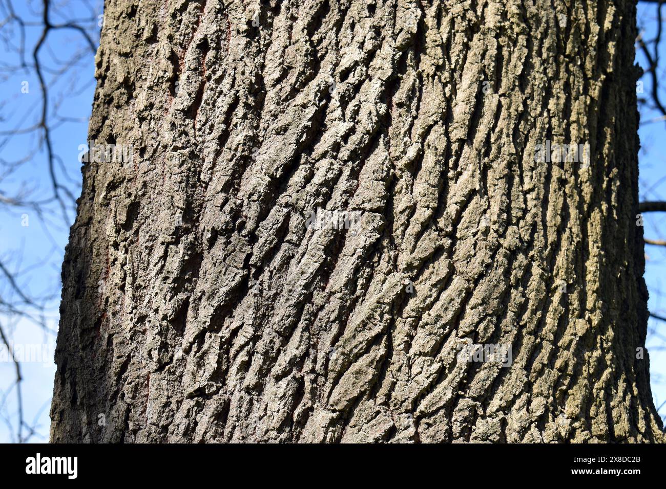Parte del tronco e della corteccia della quercia peduncolata (Quercus robur) Foto Stock