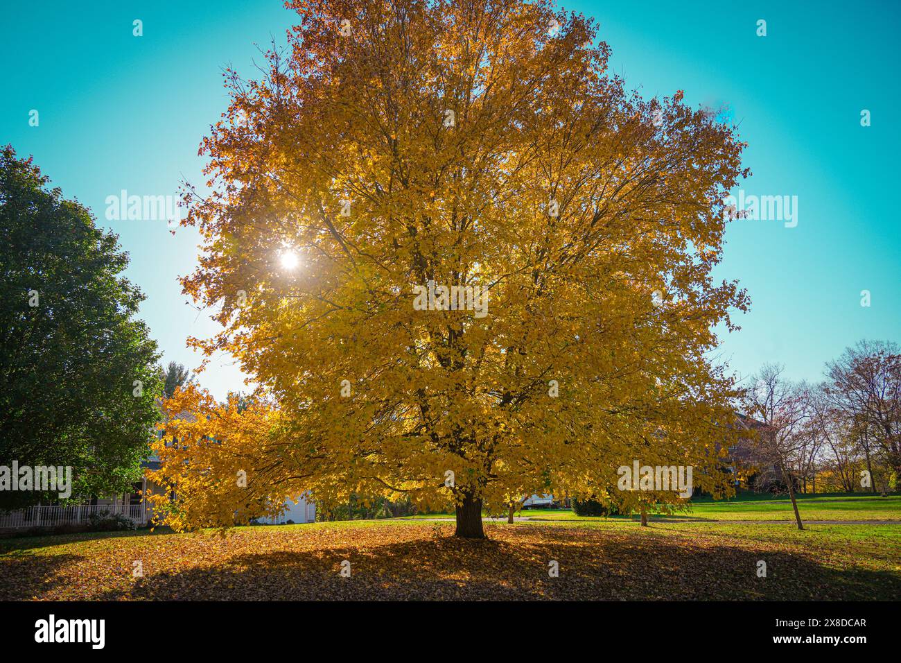 Albero dorato Foto Stock