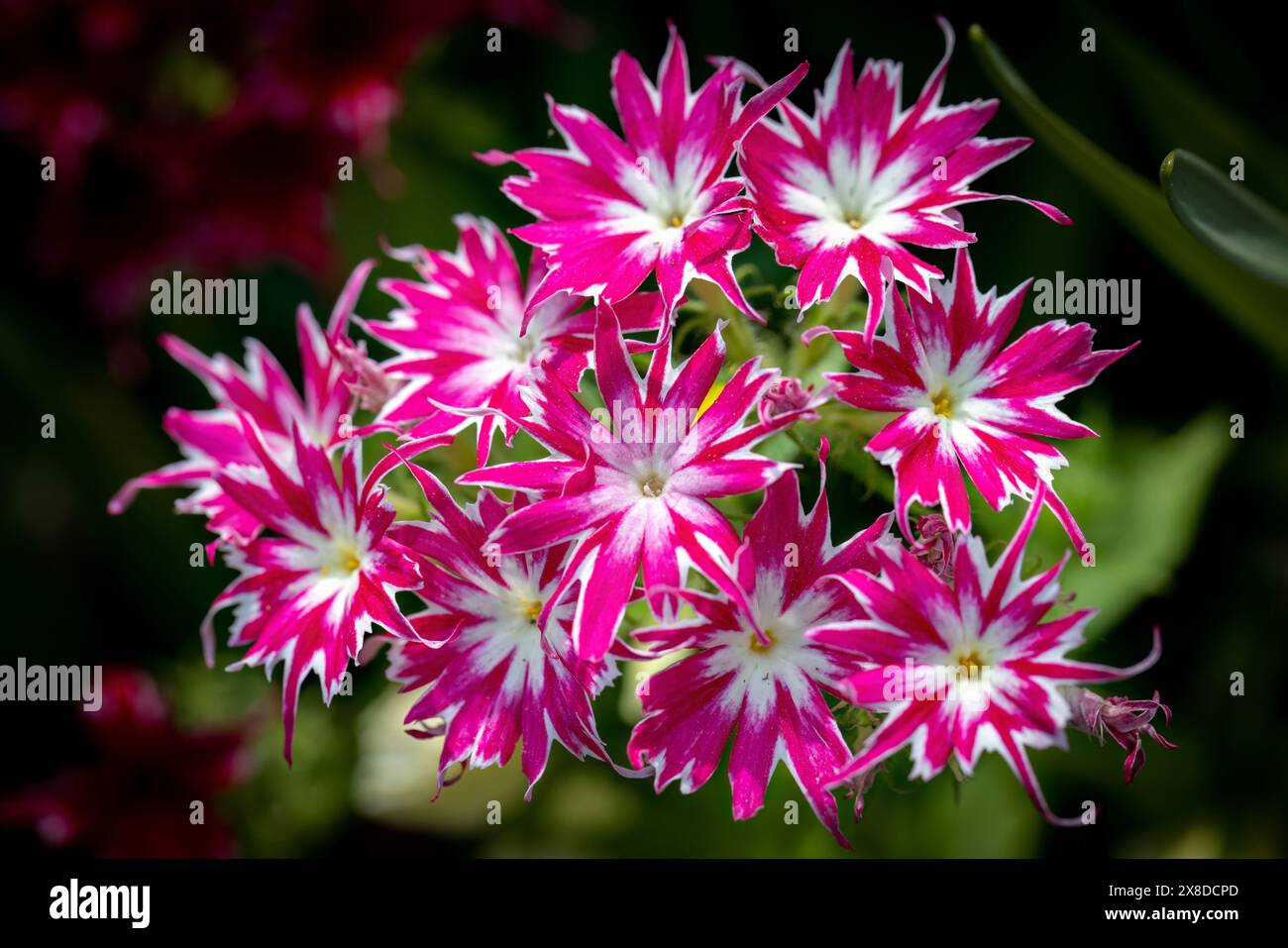 Phlox - Popstars Rose with Eye - (Phlox drummondii) - Asheville, North Carolina, Stati Uniti Foto Stock