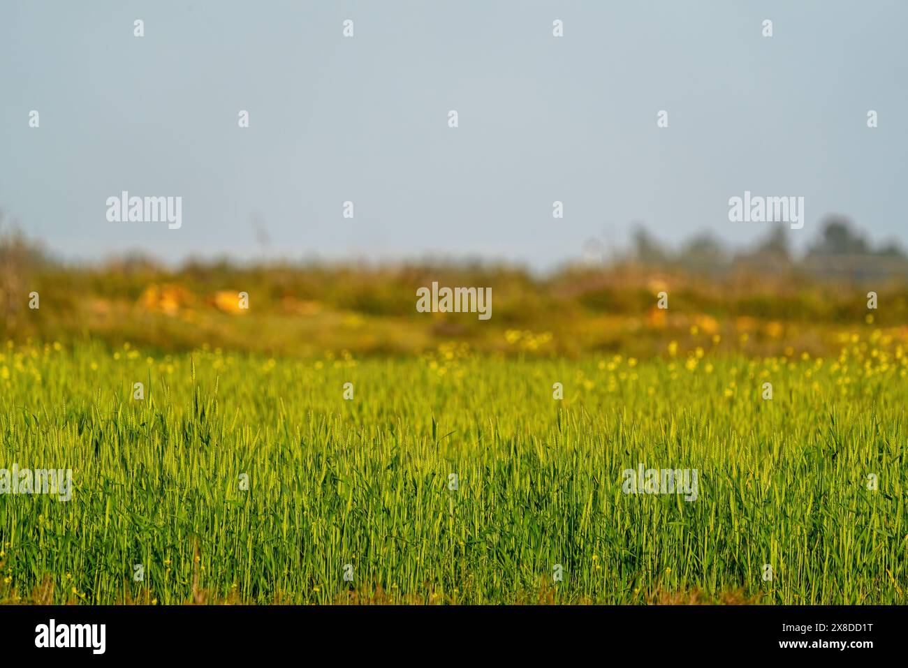 Campo verde ed erba, campo di grano crescente in Turchia Foto Stock