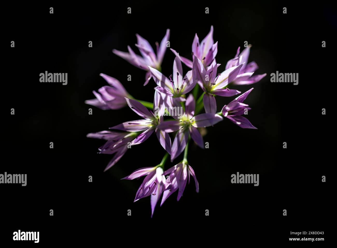 Cipolla selvatica (Allium sp.) - Asheville, Carolina del Nord, Stati Uniti Foto Stock