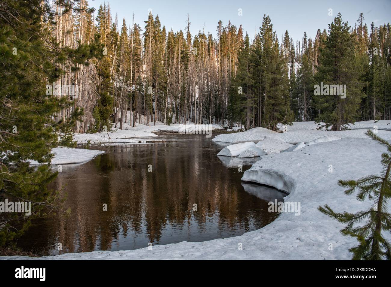 Un piccolo fiume alimentato dalla neve si scioglie in primavera nel Lassen Volcanic National Park in California. Foto Stock