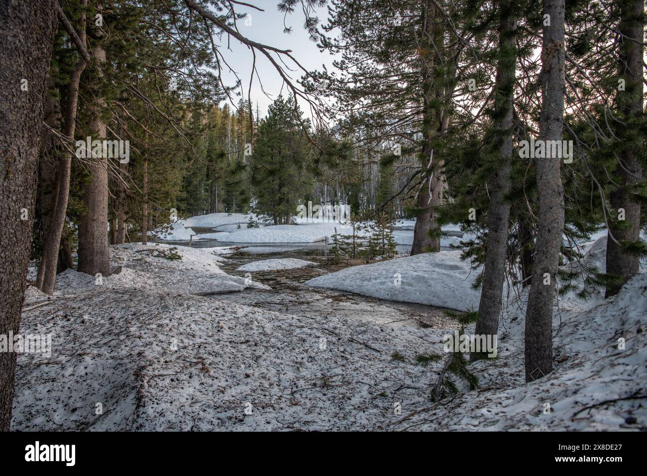 Un piccolo fiume alimentato dalla neve si scioglie in primavera nel Lassen Volcanic National Park in California. Foto Stock