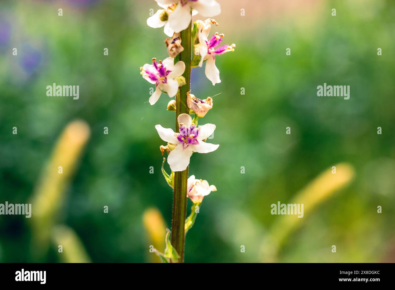 Verbascum phlomoide fiori rosa in primavera. Graziosi piccoli boccioli di fiori con petali delicati su sfondo verde naturale in un giardino soleggiato. Fiori floreali. Foto Stock