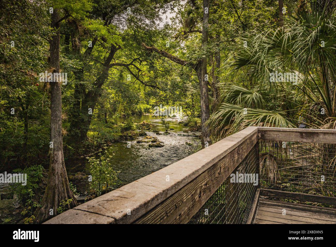 Hillsborough River State Park Tampa Bay Hillsborough County Florida USA. Un famoso e bellissimo baldacchino panoramico degli alberi al punto di osservazione sopra il. Foto Stock