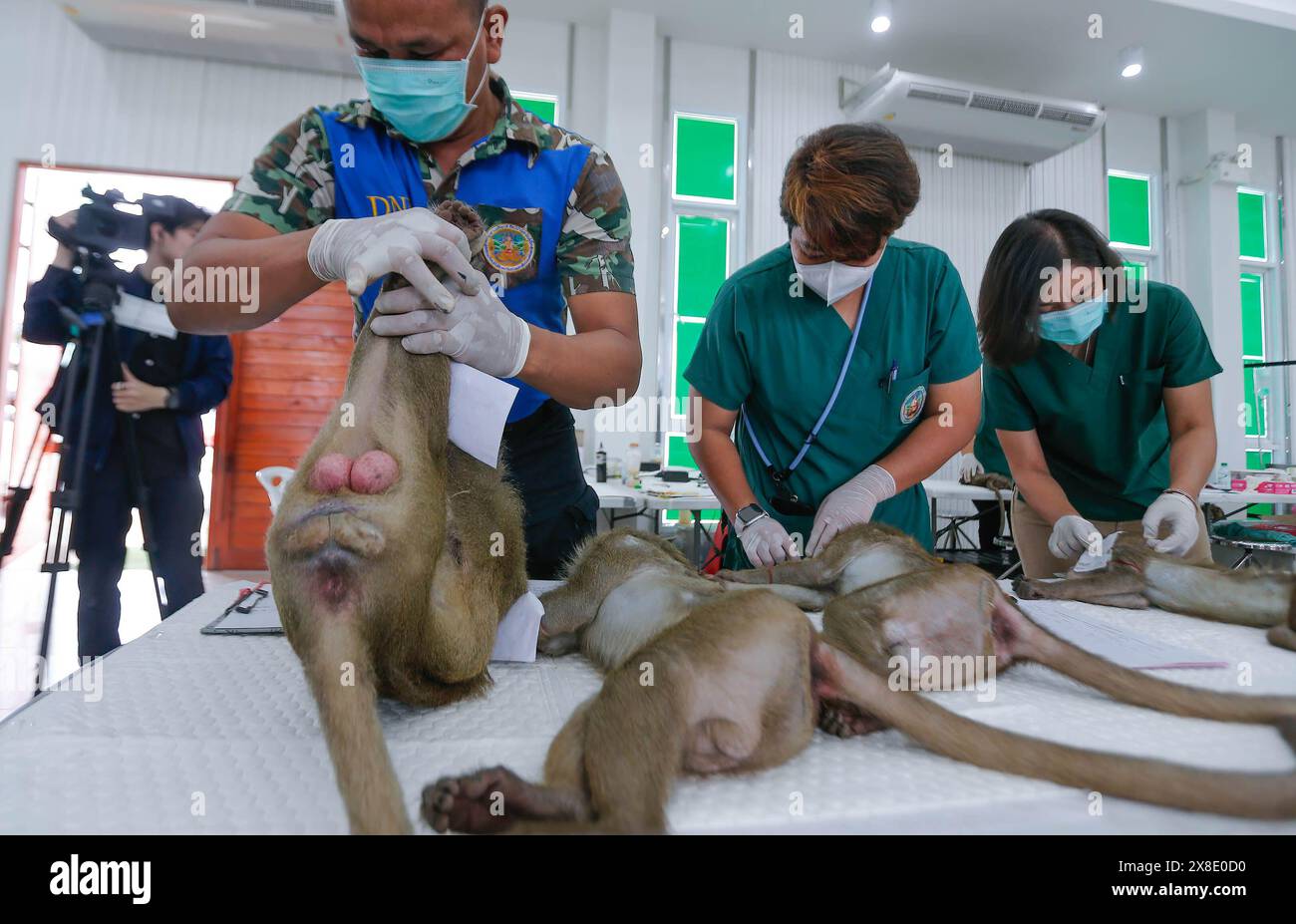 24 maggio 2024, Lopburi, Thailandia: Un funzionario tiene una scimmia macaca prima dei controlli sanitari presso l'ospedale da campo delle scimmie nella provincia di Lopburi, a nord di Bangkok. Dopo aver catturato le scimmie di Lopburi in una gabbia, il personale anestetizzerà le scimmie non sterilizzate quindi controllare, esaminarle per malattie della pelle, ferite e raccogliere sangue per testare le malattie trasmesse all'uomo come la malaria. Una volta completata la storia delle scimmie, saranno recuperate e rilasciate nelle gabbie del Bodhi Kao Ton Monkey Park. (Immagine di credito: © Chaiwat Subprasom/SOPA Images via ZUMA Press Wire) USO EDITORIALE o Foto Stock