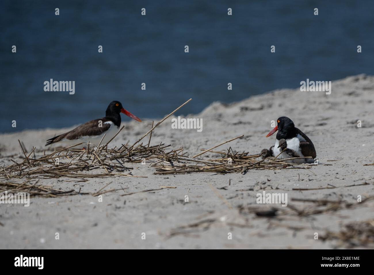 Coppia di nidificatori American Oystercatcher con polli che nidificano sulla spiaggia del Cape May Point State Park. Foto Stock