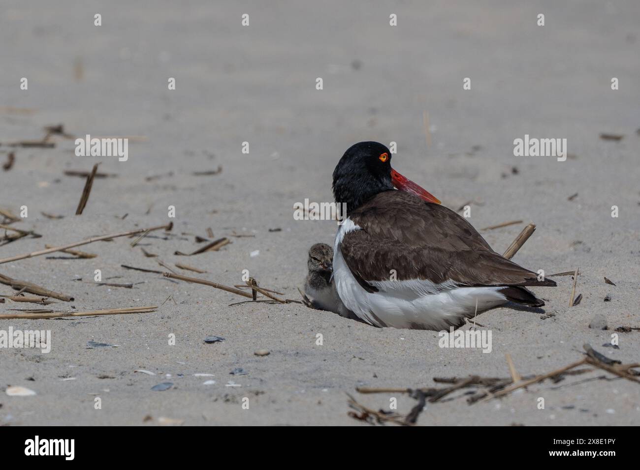 Primo piano di American Oystercatcher e pulcino appena schiusa al Cape May Point State Park Foto Stock