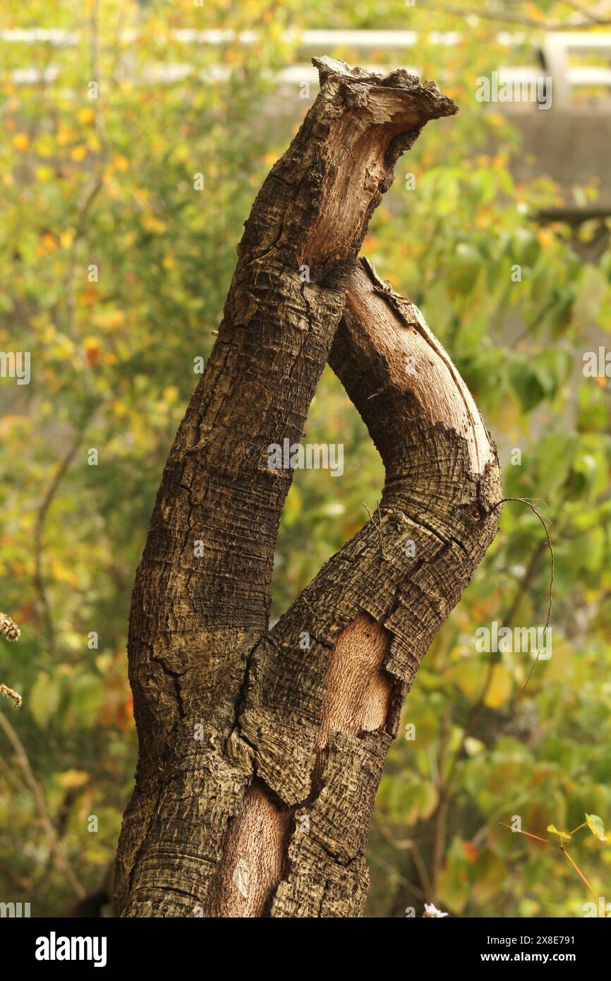 Un albero morto stranamente a forma di albero nel bosco Foto Stock