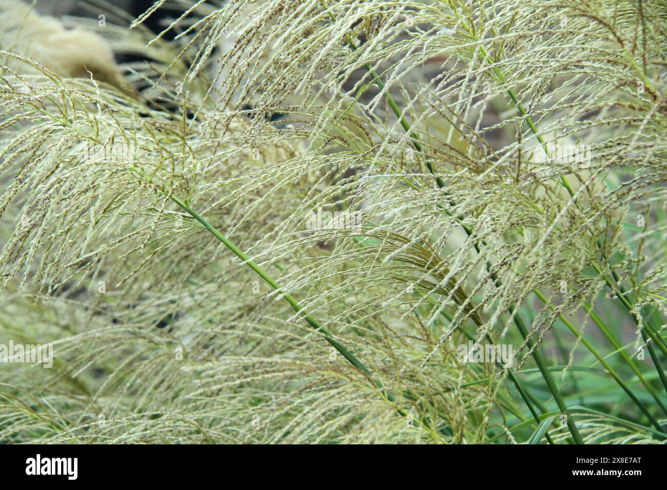 Vicino a un Miscanthus nepalensis (erba d'argento del Nepal) Foto Stock