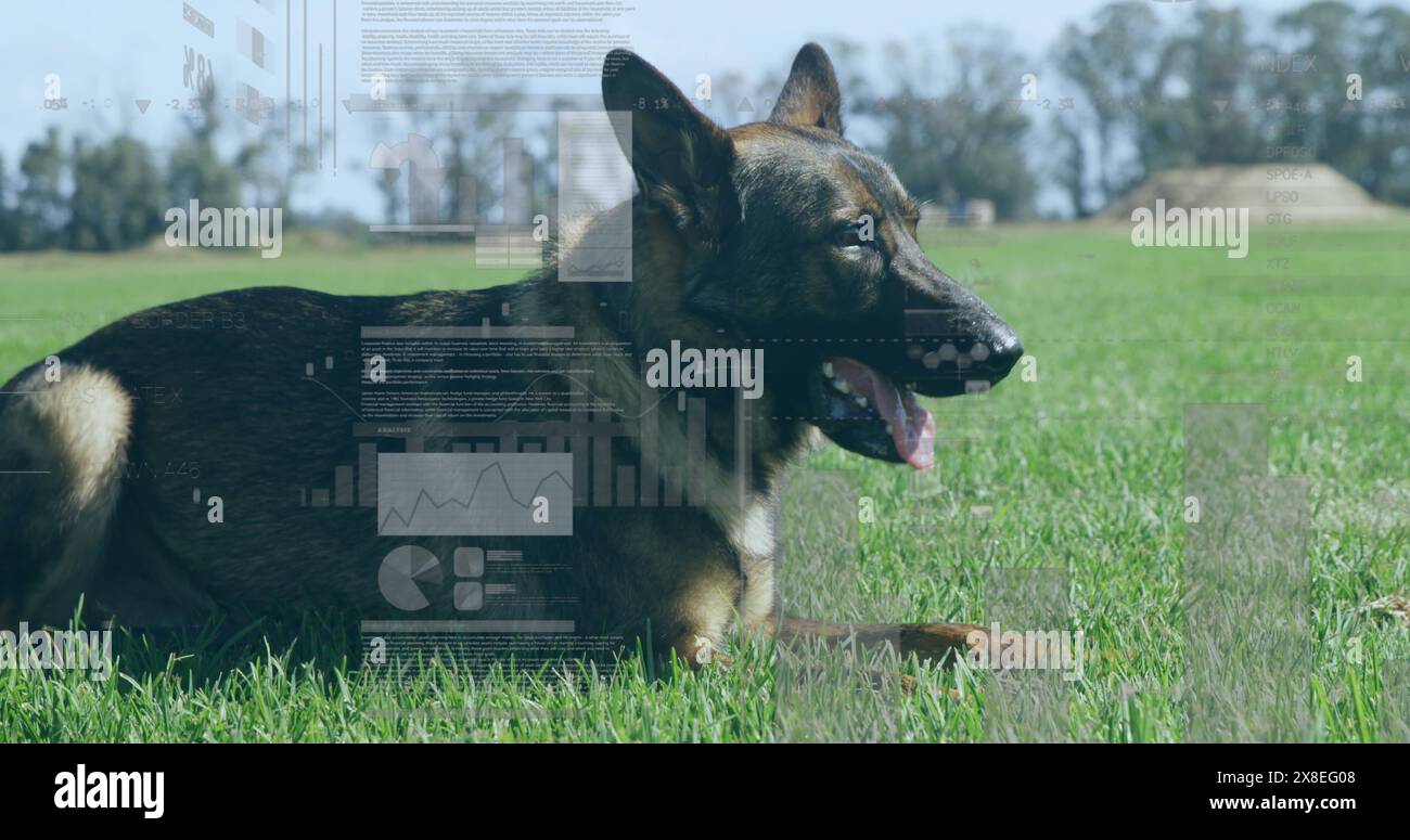 Immagine dell'elaborazione dei dati sul cane sull'erba Foto Stock