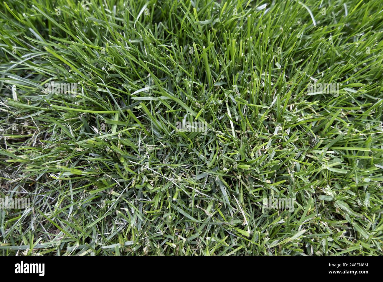 Dettaglio di sfondo verde di cespugli decorativi in città Foto Stock