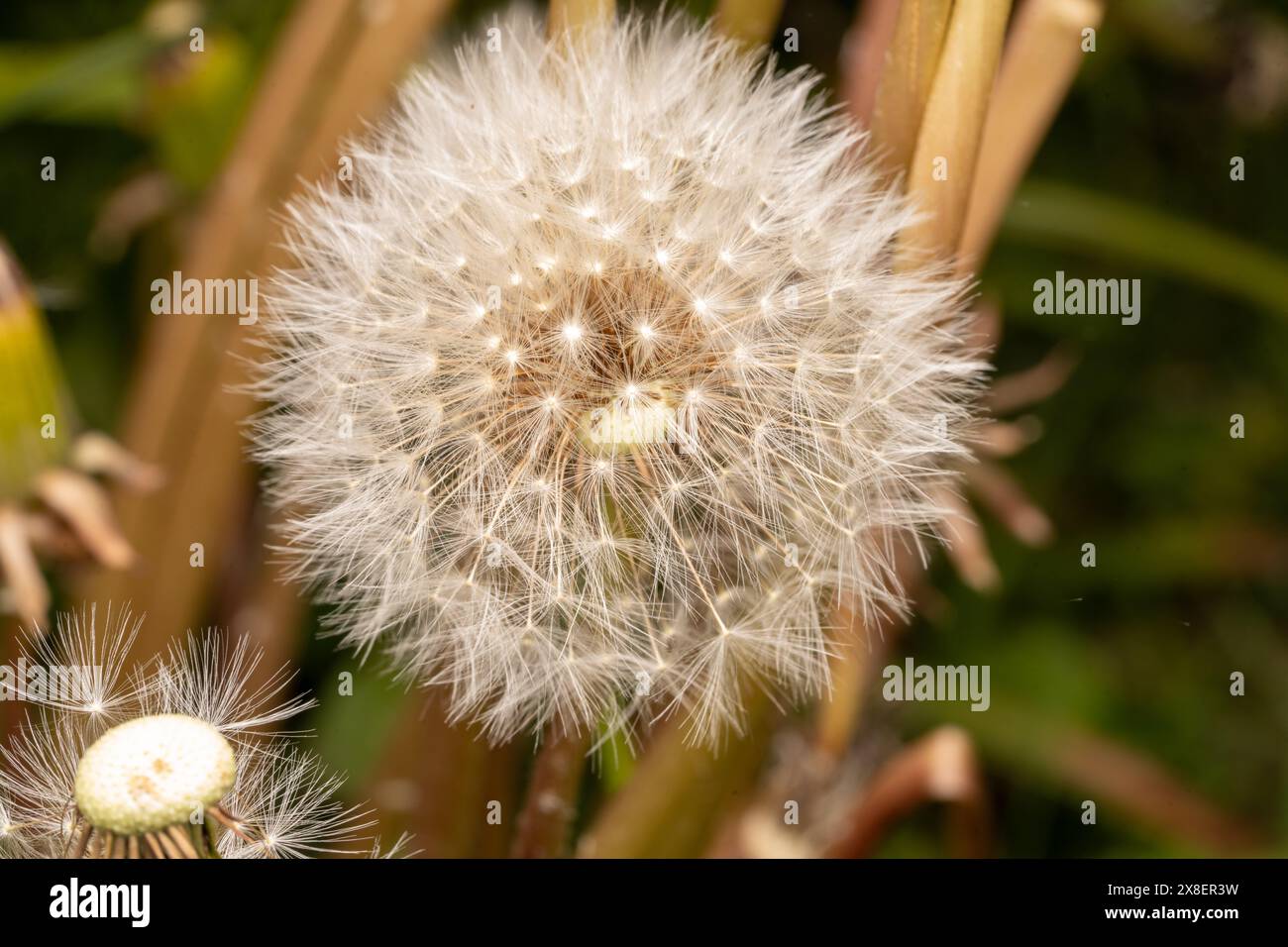 Foto di fiori autunnali per foto o carta da parati in soggiorno o in cucina Foto Stock