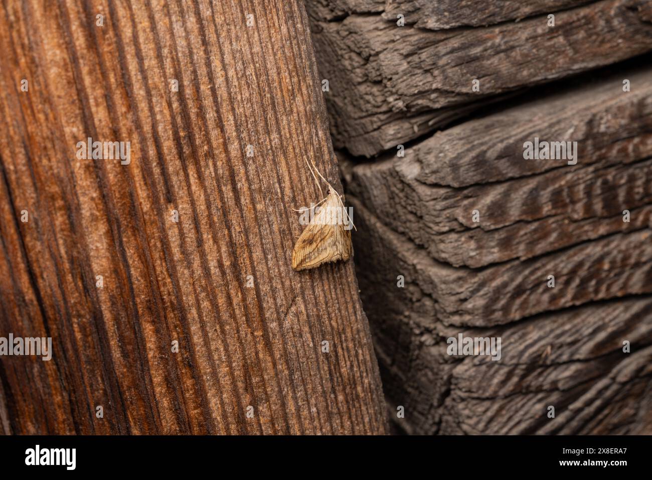 Evergestis forficalis famiglia Crambidae genere Evergestis Garden falena di ciottoli natura selvaggia fotografia di insetti, foto, sfondo Foto Stock