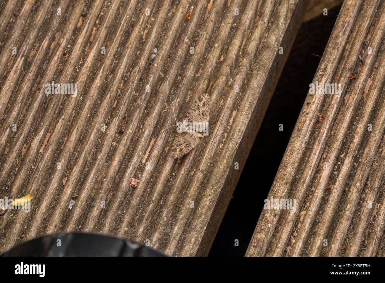 Eupithecia exiguata famiglia Geometridae genere Eupithecia falena di maiale macchiata natura selvaggia fotografia di insetti, foto, carta da parati Foto Stock