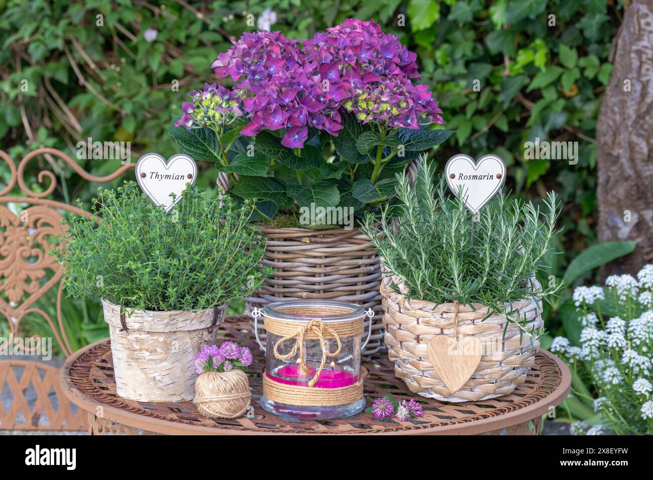 giardino rustico con erbe e ortensie macrofilla in cesti Foto Stock